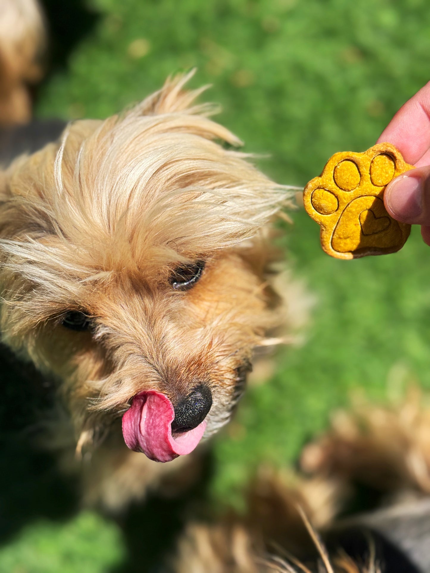 Pumpkin Treats